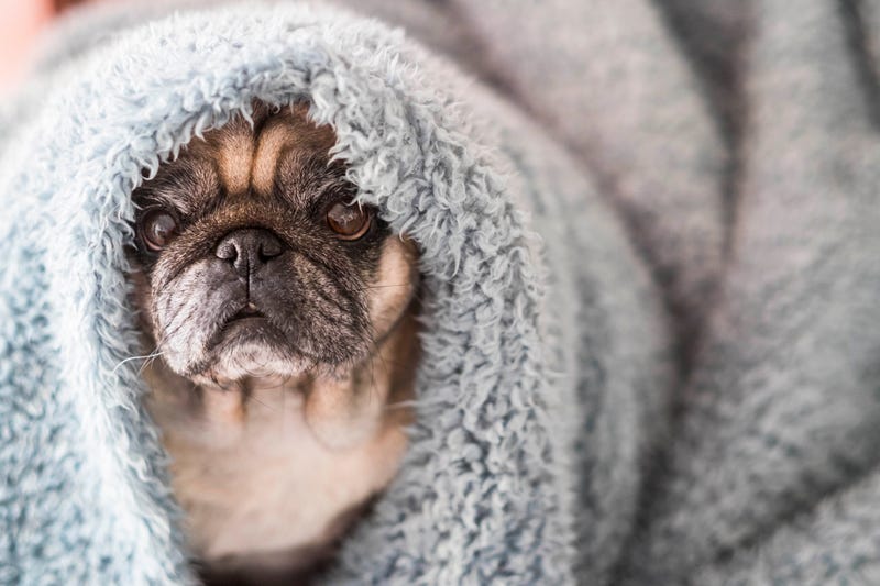 pug in a blanket