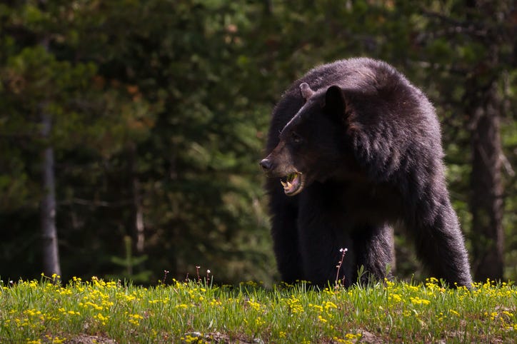 black bear