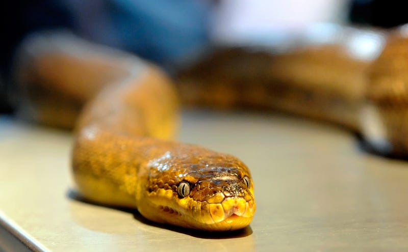Python