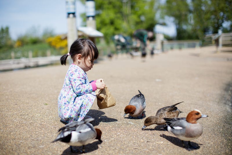 baby girl feeding ducks