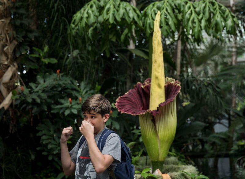 A boy holds his nose while visiting the 'corpse flower' (amorphophallus titanum) at the New York Botanical Garden, June 28, 2018 in The Bronx borough of New York City.