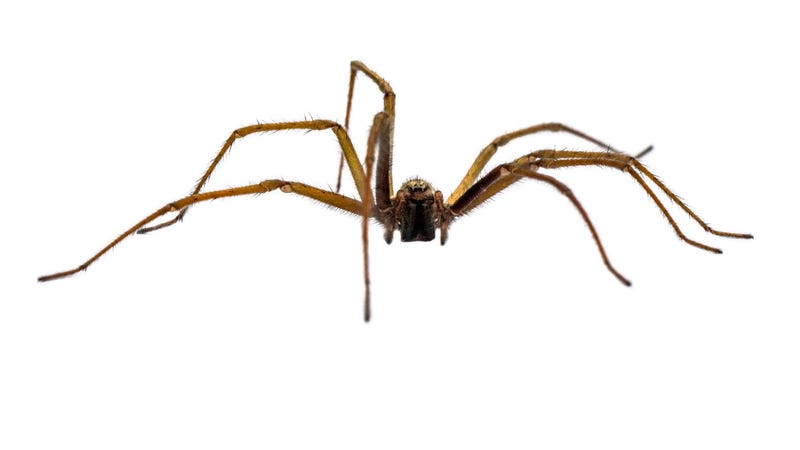 House spider