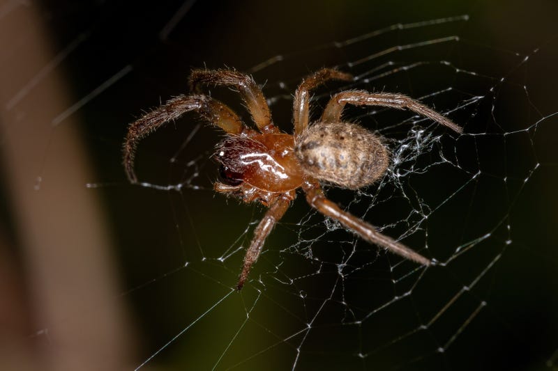 Orb Weaver spider