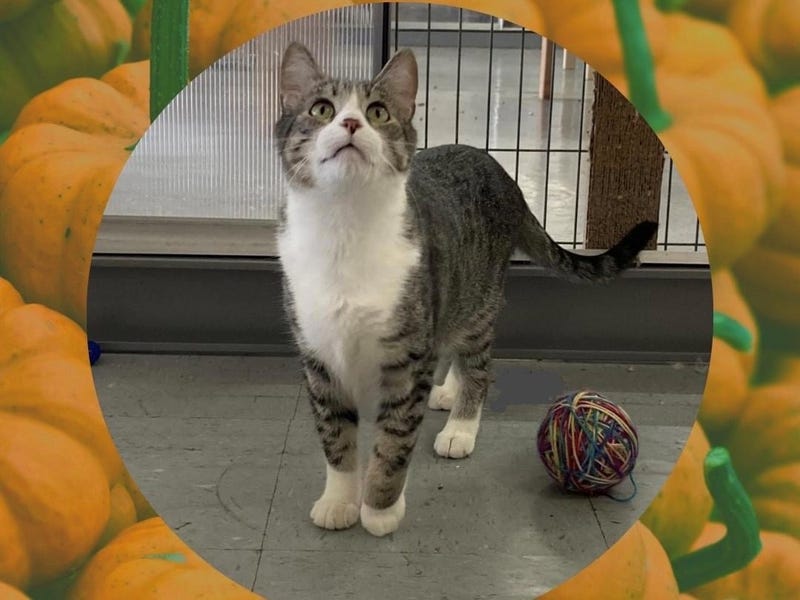 Gizzard, a three year old short hair tabby up for adoption through ARE Animal Rescue