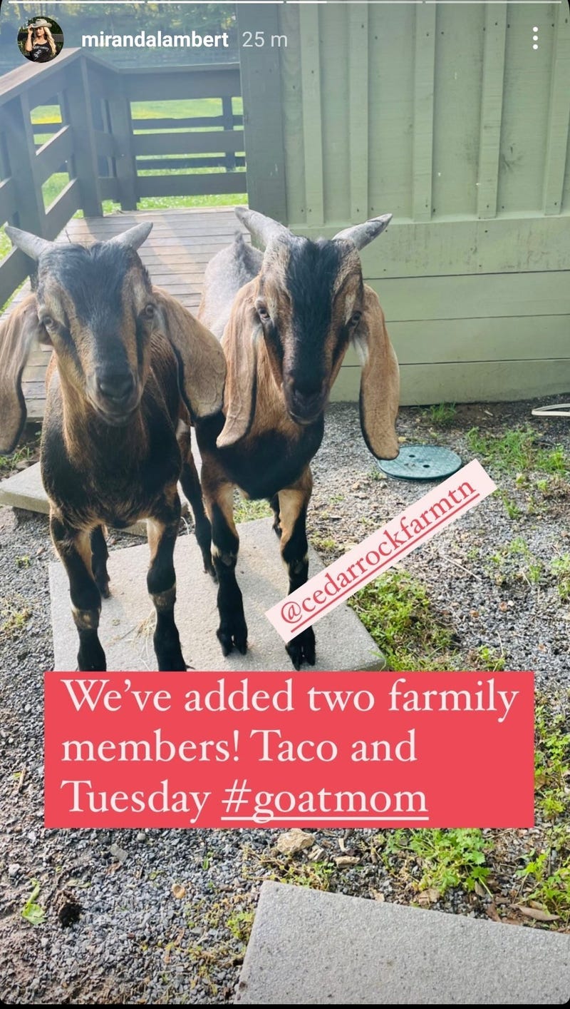 Miranda Lambert Goats