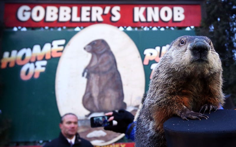 Punxsutawney Phil at Gobbler's Knob on Groundhog Day