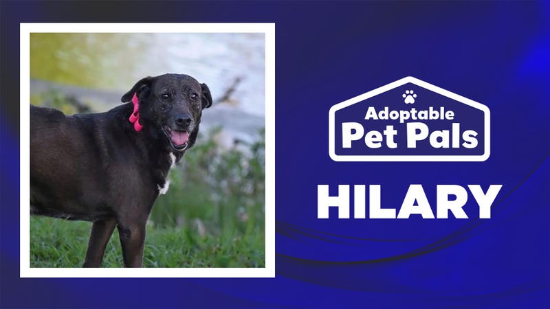 Meet Hilary