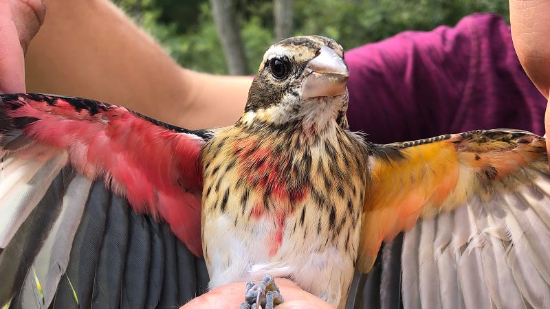 Half-male, half-female bird