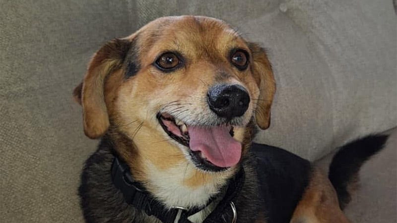 brown and white small dog with happy face