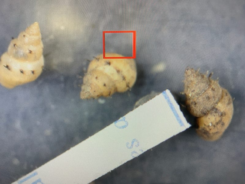 Mud snails under a microscope