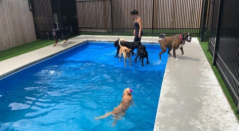 swim club for dogs