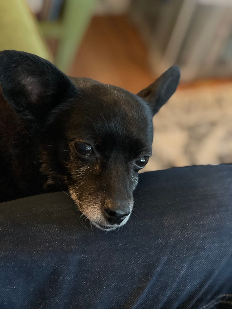 this is pookie