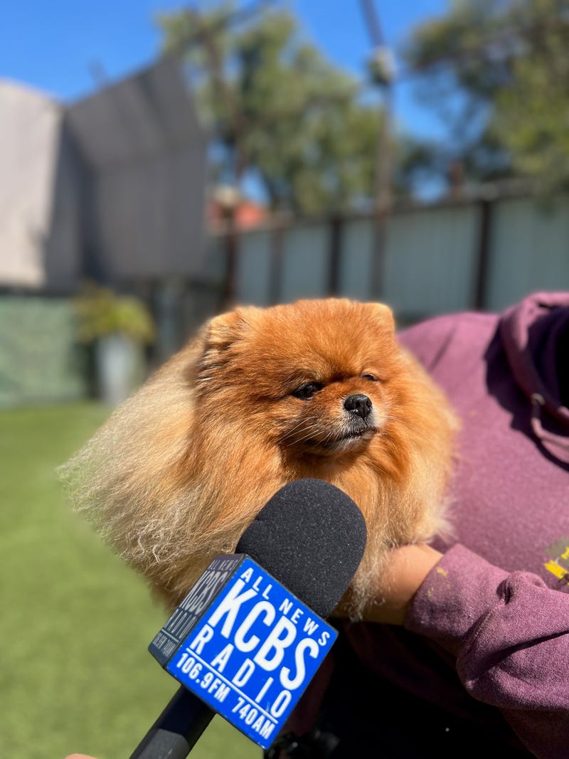Pomeranian Ambassador is being taken care of at San Francisco's Pet Camp.