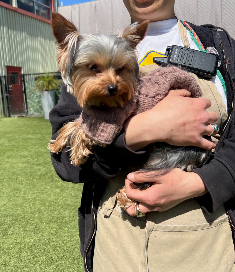 Barney, a Yorkie, is undergoing a 45-day quarantine at Pet Camp.