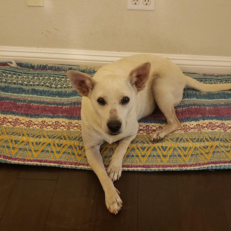 Allie - dog at ARE Animal Rescue in Hemet