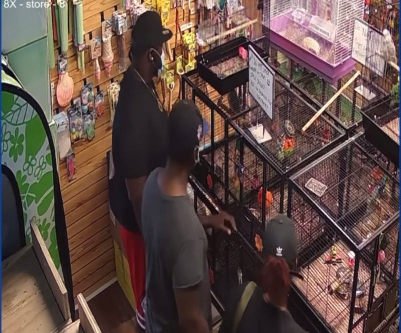Bird thieves caught on surveillance video