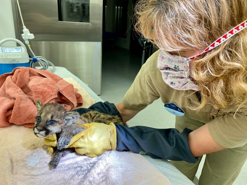 The injured cub was cleaned, given antibiotics, fluids, pain medication and fed milk formula.