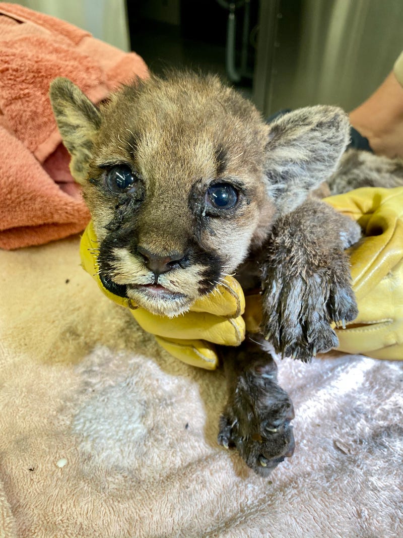 A young mountain lion cub is treated by vets at the Oakland Zoo.