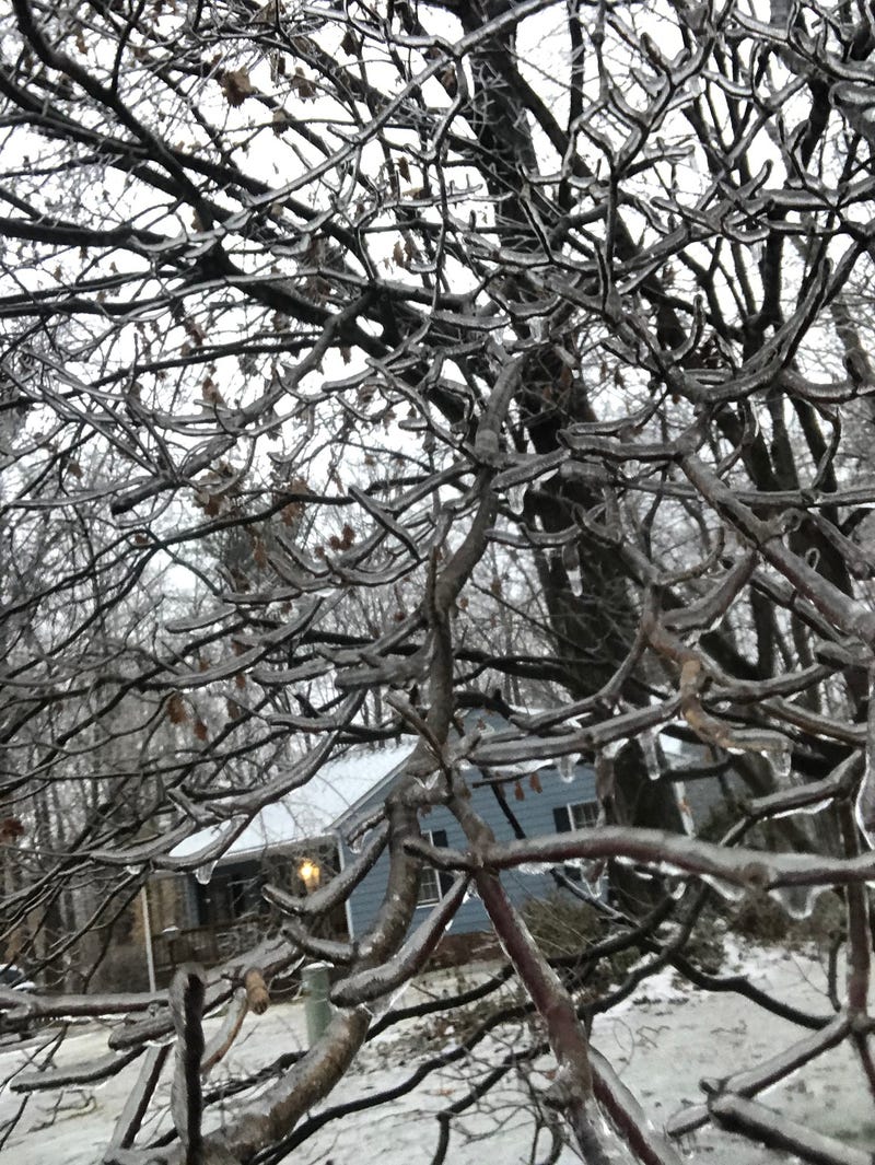 Ice on a tree in Midlothian.