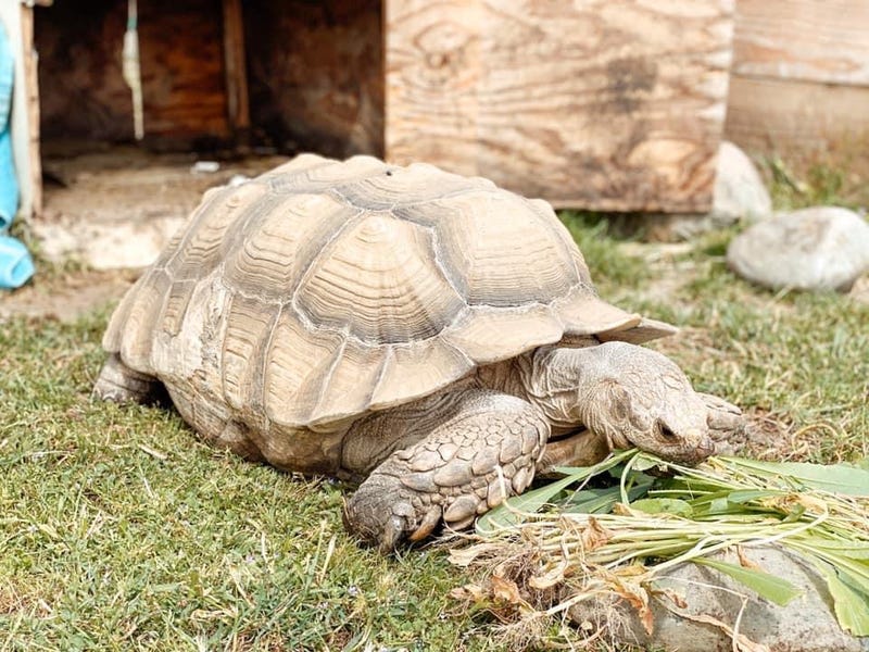 Tortoise