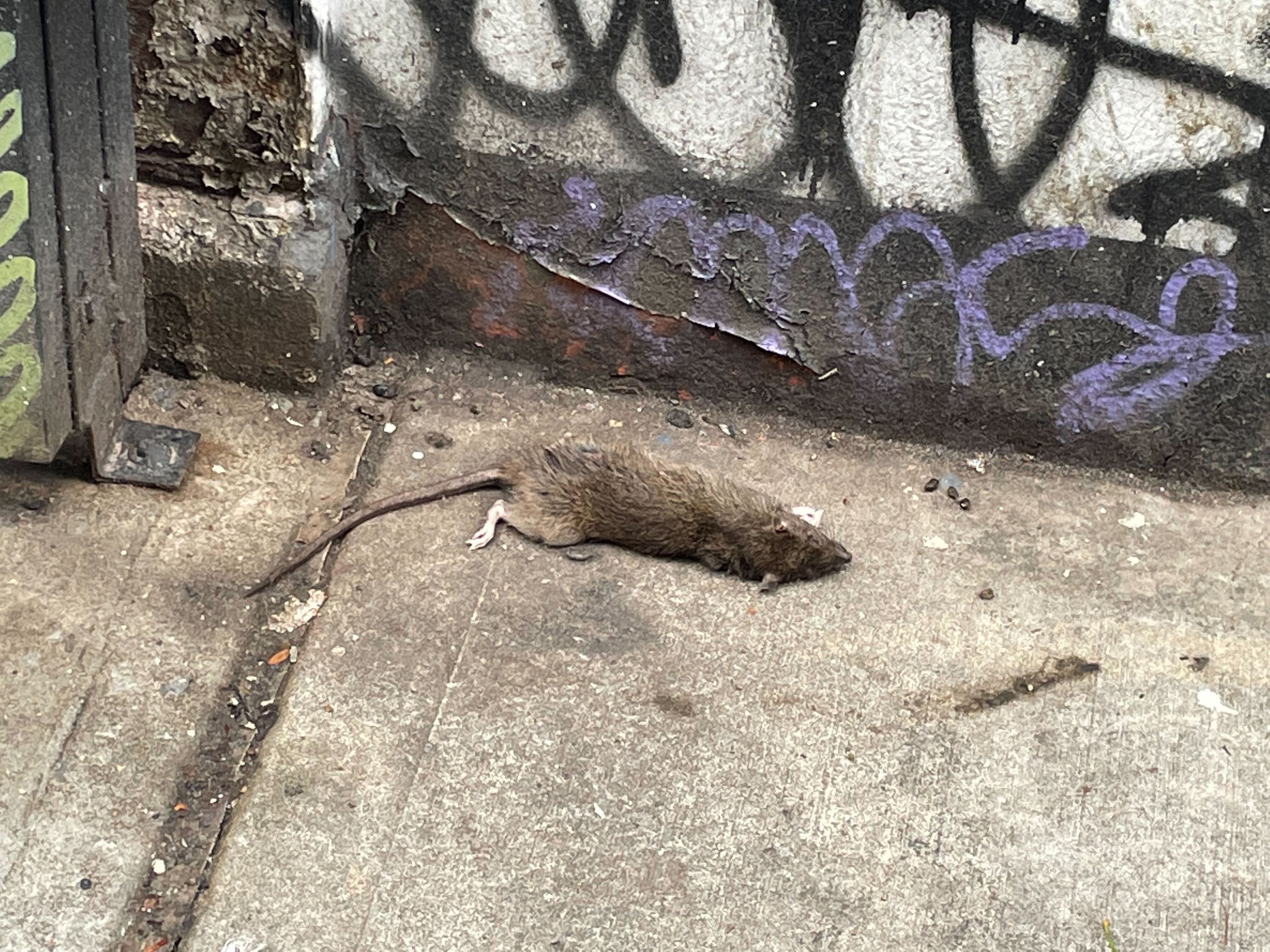 Tennessee'S Rodent Invasion: Is Your Home Next? - ya8p2h8