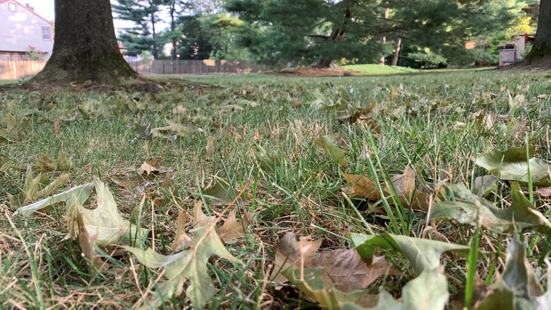 Leaves that have fallen from Philadelphia-area trees in July.