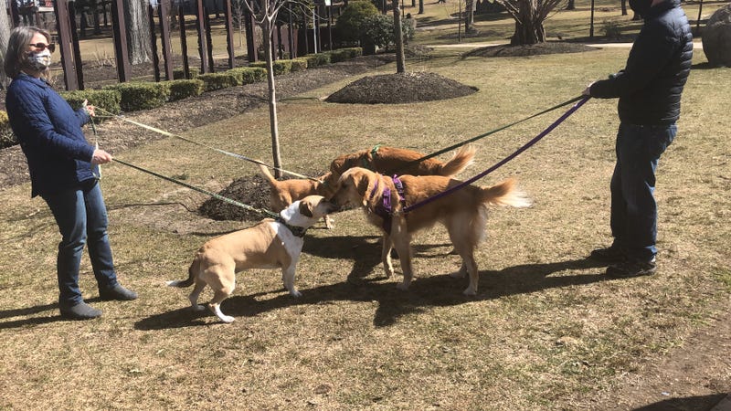 Dog owners li