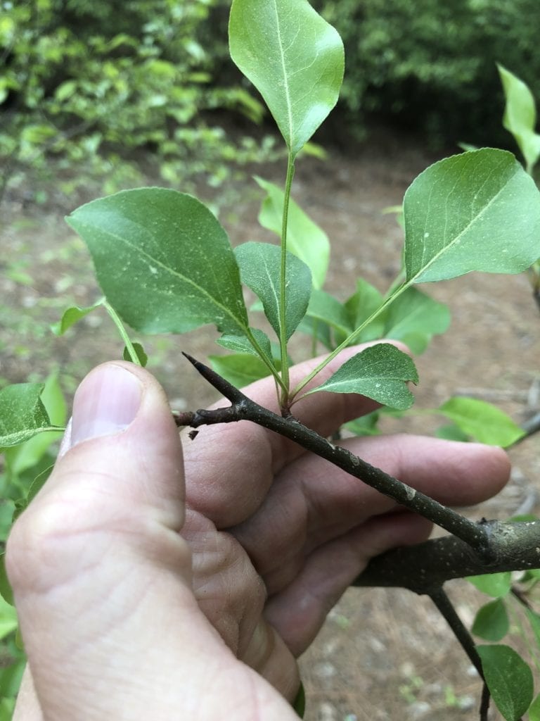 Callery pears have nasty thorns that can damage everything from tractor tires to livestock and also damage the ecosystem by crowding out native plants.