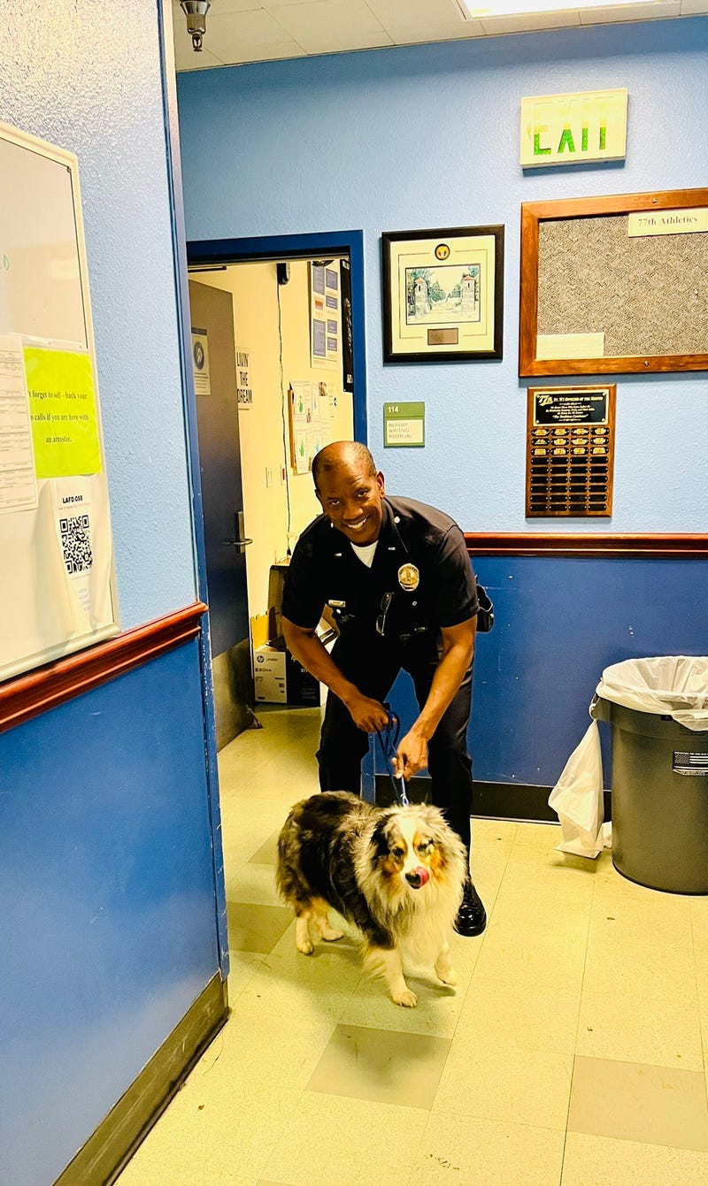 Australian shepherd Bexley checks in the the 77th Street Watch Commander.