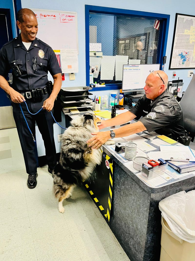 Police prepare a stolen Australian Shepherd named Bexley to reunite with his owner.