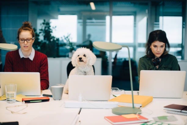 female professionals using laptops with dog between them