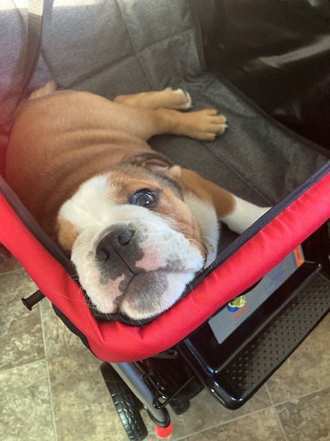 OSO PUPPY SHOWER