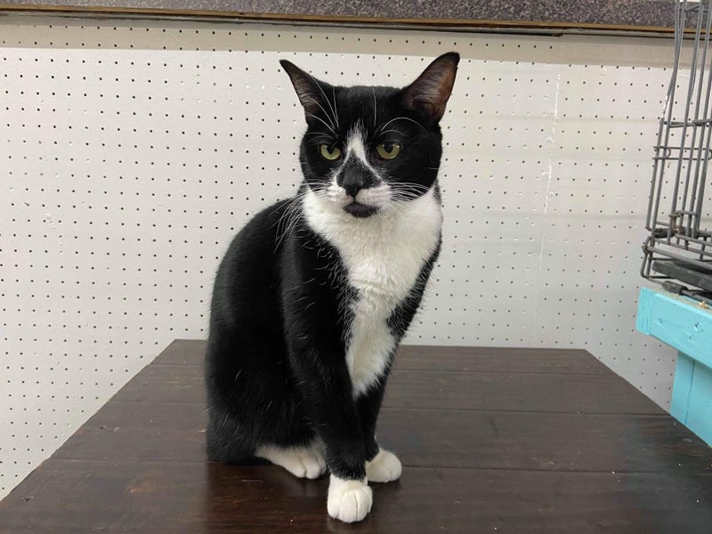 Sylvester - ARE Animal Rescue