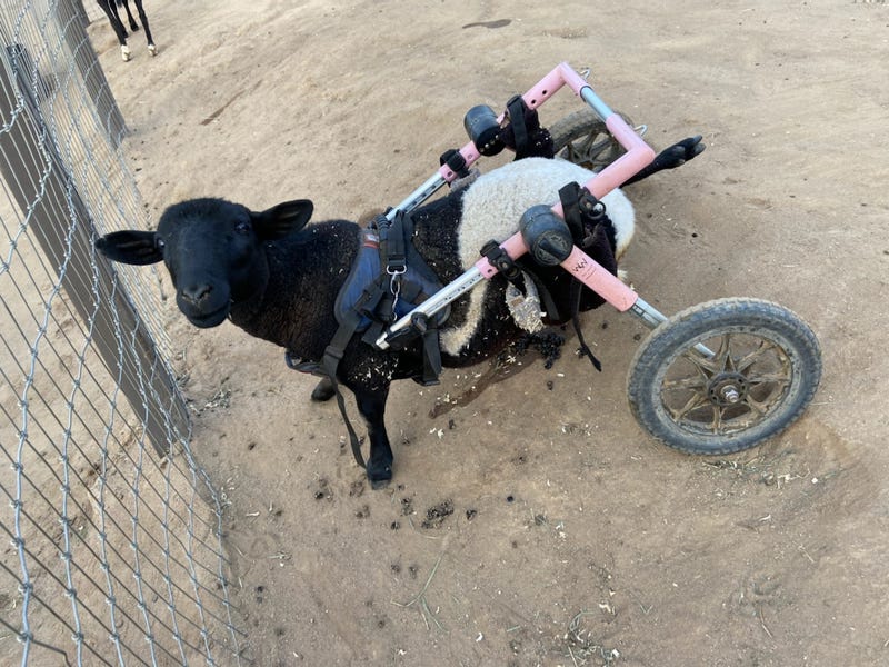 Willow, a resident at Sale Ranch Animal Sanctuary