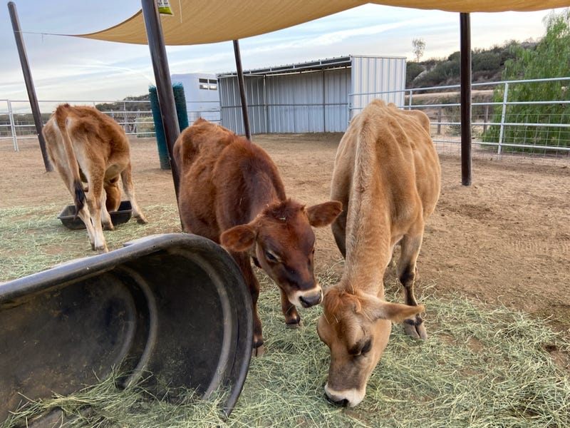 "The Cowboys" at Sale Ranch in Temecula