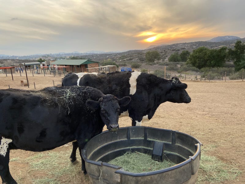 A couple of bovine residents at Sale Ranch Animal Sanctuary
