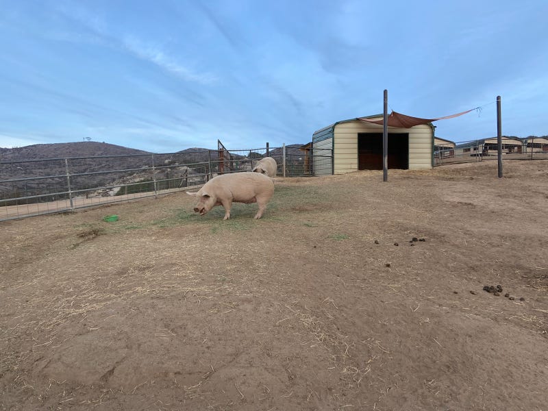 A couple of porcine residents at Sale Ranch Animal Sanctuary