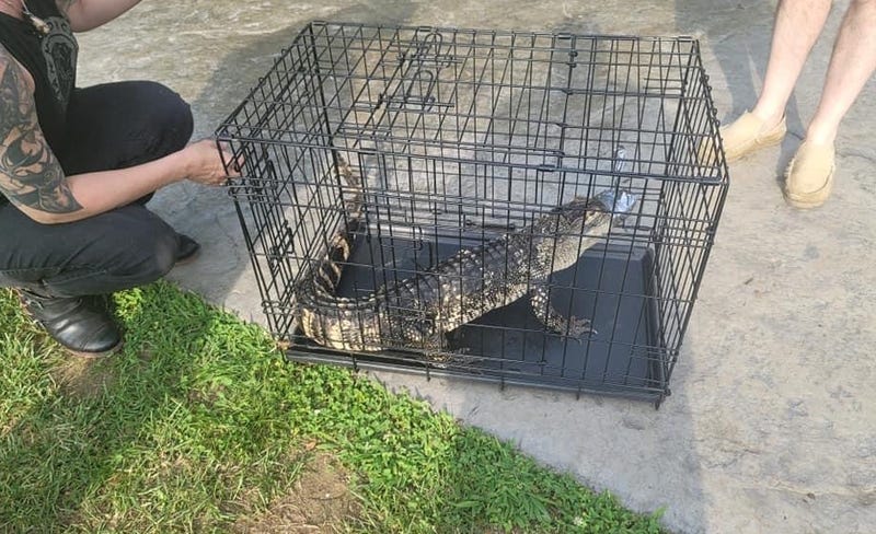 alligator