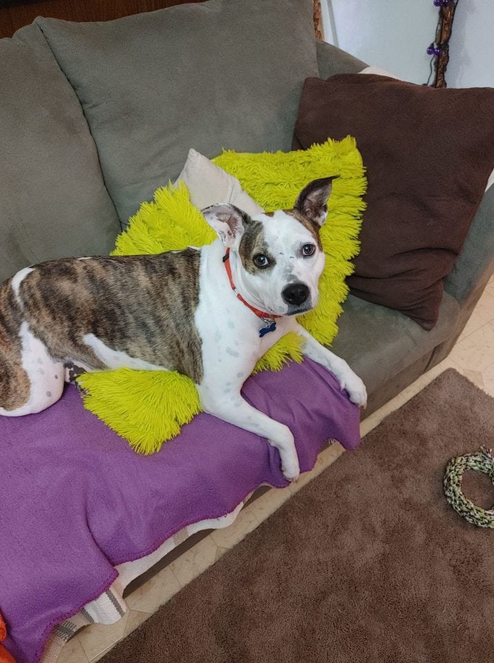 Ivy from Needy Paws