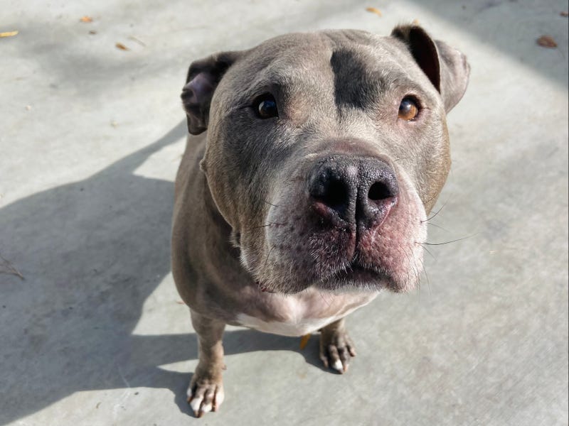 ADOPT IZZY