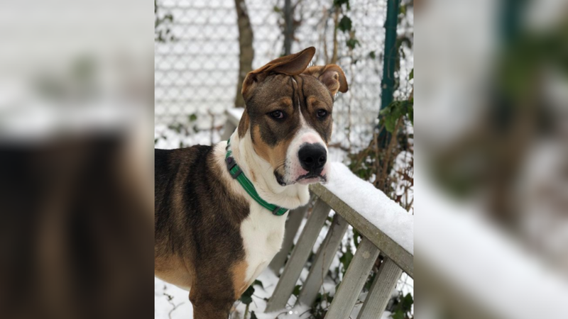 Meet Jax, Bennett's PSPCA Pet of the Week