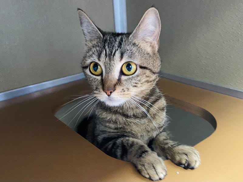 ADOPT JO