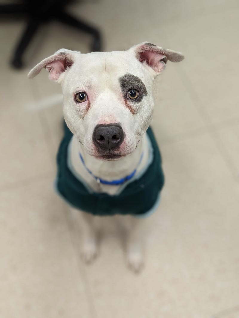 Chesterfield Animal Services