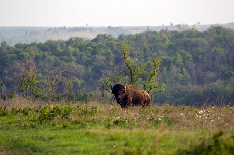 A bison on the Osage Nation ranch