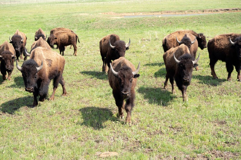 Bison on the Osage Nation ranch