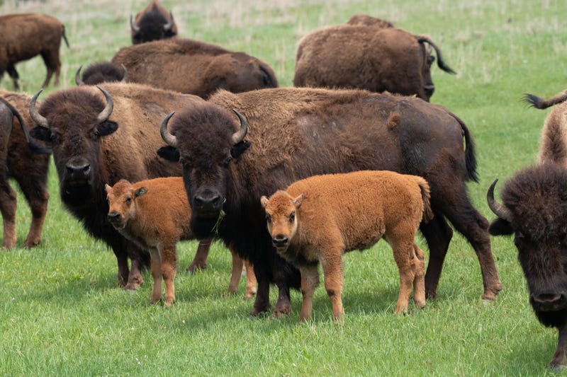 Bison on the Osage Nation ranch