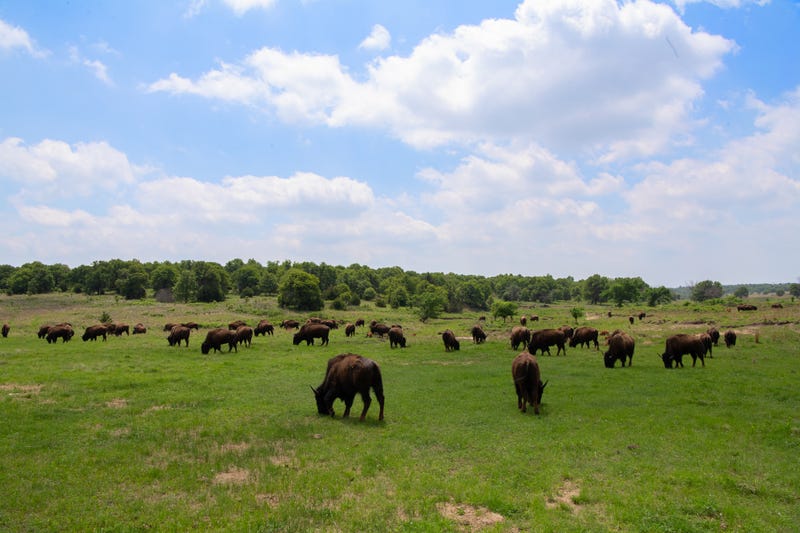 Bison on the Osage Nation ranch