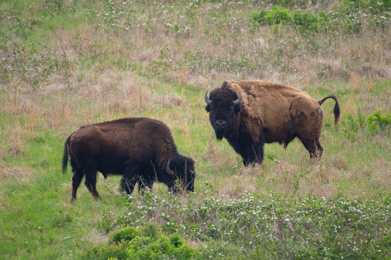 Bison on the Osage Nation ranch