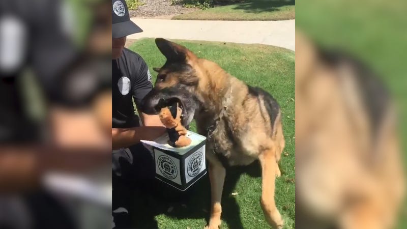 k 9 attacks jack in the box after toy scares him