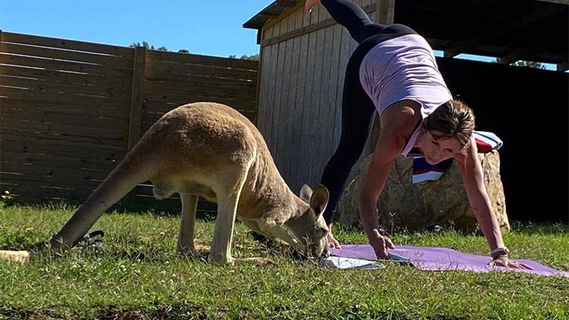 woman doing yoga next to kangaroo in similar pose